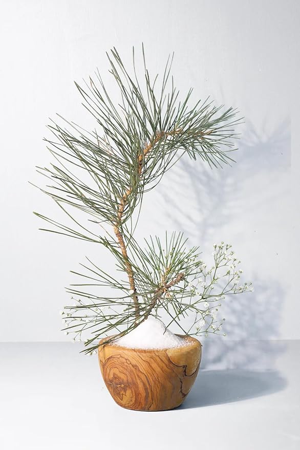 Crushed Salt + Mist Hand and Body Wash Luxury Hand and Body Wash | Paraben and Sulfate Free | Vegan | 16 fl oz